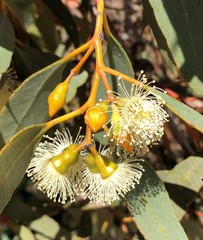 Eucalyptus incrassata