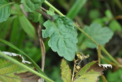 Scutellaria discolor