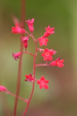 Heuchera sanguinea