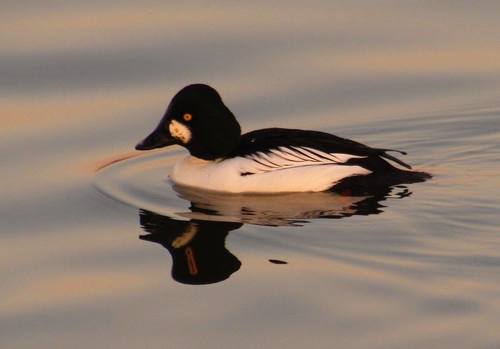 Porrón osculado (Bucephala clangula)
