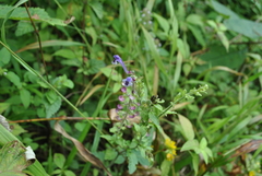 Scutellaria discolor