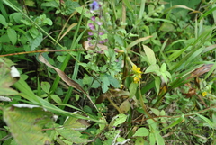 Scutellaria discolor
