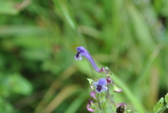 Scutellaria discolor