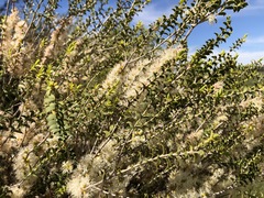 Melaleuca acuminata