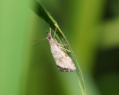 Glaucocharis dilatella