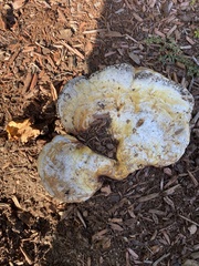 Ganoderma curtisii