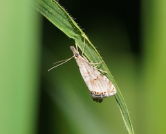 Glaucocharis dilatella