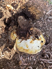 Ganoderma curtisii