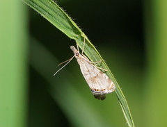 Glaucocharis dilatella