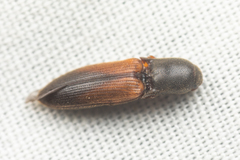 Agriotes thevenetii