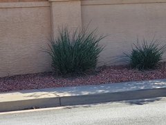 Hesperaloe parviflora