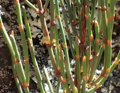 Ephedra rupestris