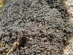 Chaetosphaerella phaeostroma