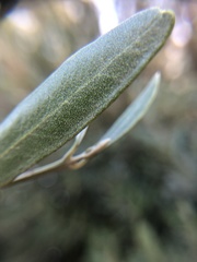 Olea europaea europaea