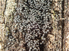 Chaetosphaerella phaeostroma