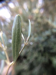 Olea europaea europaea