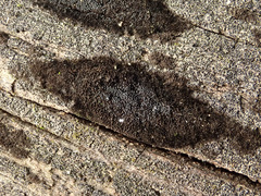 Chaetosphaerella phaeostroma