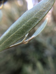 Olea europaea europaea