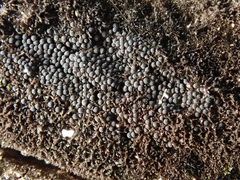 Chaetosphaerella phaeostroma