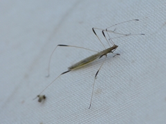 Neides aduncus