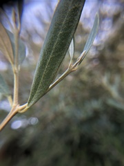 Olea europaea europaea