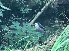 Nycticorax nycticorax