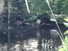 Nycticorax nycticorax