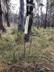Xanthorrhoea minor minor