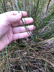 Xanthorrhoea minor minor