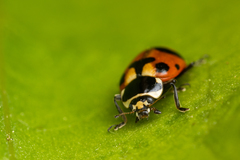 Hippodamia caseyi