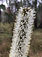 Xanthorrhoea minor minor