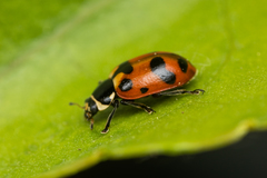 Hippodamia caseyi