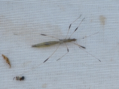 Neides aduncus