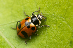 Hippodamia caseyi