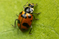 Hippodamia caseyi