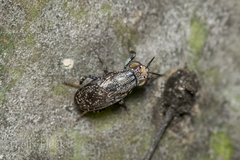Stictomyia longicornis