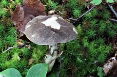 Leccinum snellii