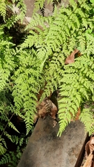 Cystopteris viridula