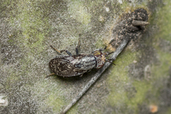 Stictomyia longicornis