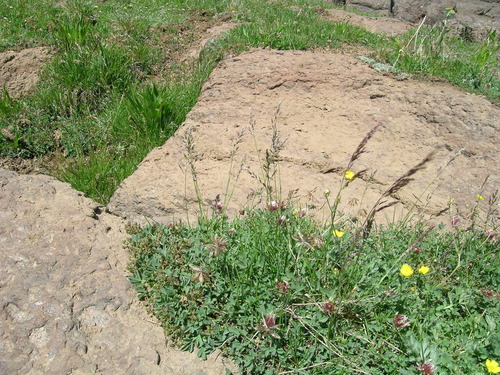 Mansfield's Bluegrass (Poa mansfieldii)