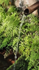 Cystopteris viridula