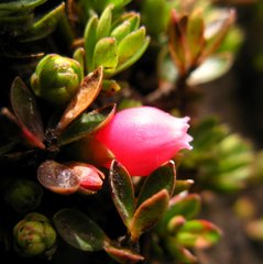 Disterigma empetrifolium