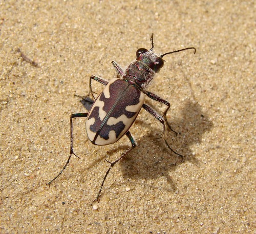 Big Sand Tiger Beetle