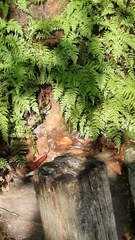 Cystopteris viridula