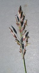 Poa mansfieldii