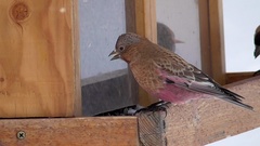 Leucosticte australis
