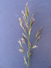 Poa mansfieldii
