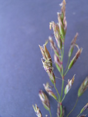 Poa mansfieldii