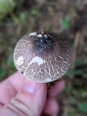 Leucoagaricus