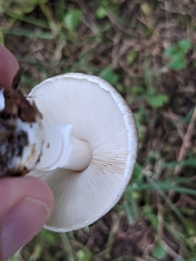 Leucoagaricus